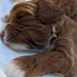 Cavapoo Puppies from Carolina Springs Breeding