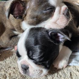 Boston Terrier Puppies from Boston Kup Breeders