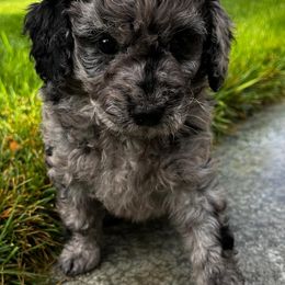Goldendoodles from Bear River Doodles