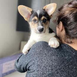 Pembroke Welsh Corgi Puppies from 777 Corgis