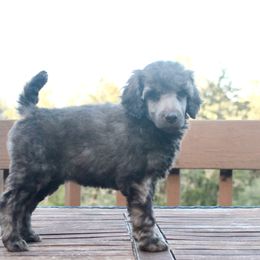 Poodle Puppies from Mount Zion Kennels