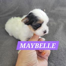 Maybelle - Parti female Yorkshire Terrier puppy in Middleton, Idaho from Rocky Mountain Yorkies