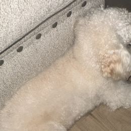 Lulu - Poodle