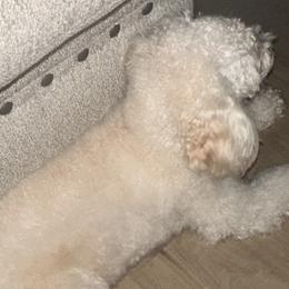 Lulu - Poodle