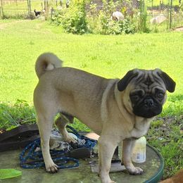 Zeke - Pug
