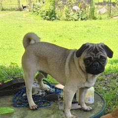 Zeke - Pug