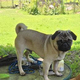 Zeke - Pug