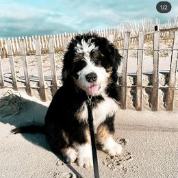 Bernedoodle, Bernese Mountain Dog, and Poodle Puppies from NJ Bernedoodles