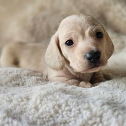 Orange collar - Cream male Dachshund puppy in Pasco, Washington from Loyal Lil Dachshunds