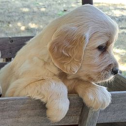 Boy 1 - Light golden male Golden Retriever puppy in Loomis, California from Davids Golden Retrievers