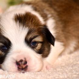 Spruce - Sable male Pembroke Welsh Corgi puppy in East Canton, Ohio from Victorian Farms