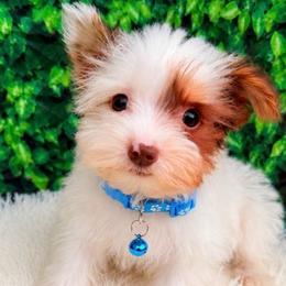 Victor - Chocolate, tan and white male Yorkshire Terrier puppy in Jacksonville, Florida from TLJ Choco Yorkie Love