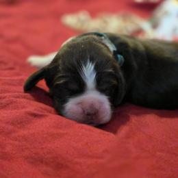 Mocha - Liver white and tan female English Springer Spaniel puppy in Cookeville, Tennessee from Krossroads Kennel