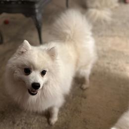 Eros - Japanese Spitz