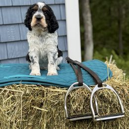 Salvino - Black white and tan male English Springer Spaniel puppy in Barnstead, New Hampshire from C & S Farms