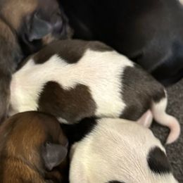 Apollo - Brindle male Shih Tzu puppy in Boaz, Alabama from Happy Haven Farm