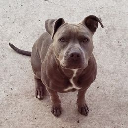 American Staffordshire Terriers from Niyomis Pups