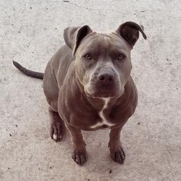 American Staffordshire Terriers from Niyomis Pups