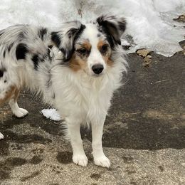 Miniature Australian Shepherds from Smokin Gun Aussies