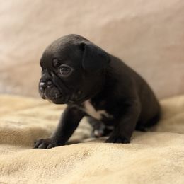 Madden - Brindle and white male Boston Terrier puppy in Pahrump, Nevada from Lujan Ranch
