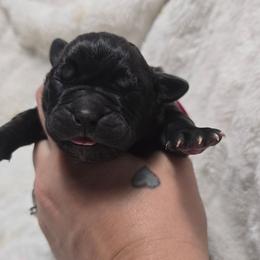 Pink Collar - Black female Cane Corso puppy in Granbury, Texas from La Muerte Corso Kennel