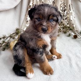 Douglas Fir - Blue merle male Miniature American Shepherd puppy in Idaho Falls, Idaho from Sugartop Minis