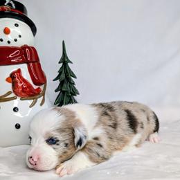 Lucy - Sable merle and white female American Corgi puppy in Clarksville, Tennessee from Cold Creek Family Farm LLC