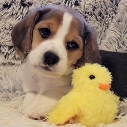 Peaches - Beagle puppy in Hillsboro, Oregon from Willamette Valley Beagles