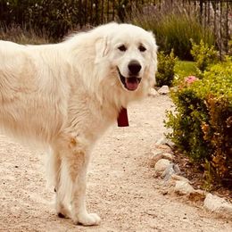 Great Pyrenees from Rancho Del Calli