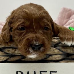 Green Male - Apricot male Goldendoodle puppy in Great Falls, Montana from Montana Goldendoodles