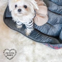 Mal-Shi and Maltese Puppies from Petite Pawz