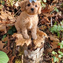 Cavapoo, Maltipoo, and Poodle Puppies from My Sweet Poodles and Doodles
