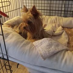 Tara - Yorkshire Terrier