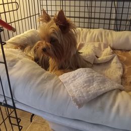 Tara - Yorkshire Terrier