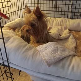 Tara - Yorkshire Terrier