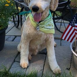 Goldendoodles from Diamond-Doodles