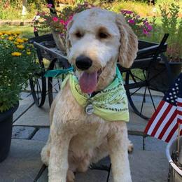 Goldendoodles from Diamond-Doodles