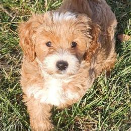 Rolo - Apricot male Goldendoodle puppy in Glenford, Ohio from Mi-De Doodles