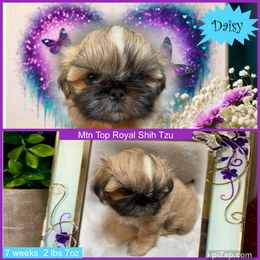 Shih Tzu Puppies from Mtn Top Royal Shih Tzu