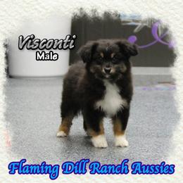 Visconti - Black tri male Toy Australian Shepherd puppy in Forestburg, Texas from Flaming Dill Ranch Aussies