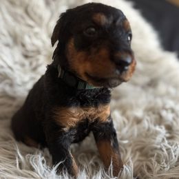 Miss Green - Black and tan female Airedale Terrier puppy in Huntersville, North Carolina from Cool Hand Luke Kennels