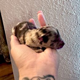 Girl 4 - Blue merle female Pomeranian puppy in Stroud, Oklahoma from Laik’s Little Shihtz & Poms