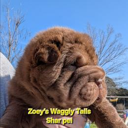 Mike - Brown male Chinese Shar-Pei puppy in Minden, Louisiana from Zoey's Waggly Tails