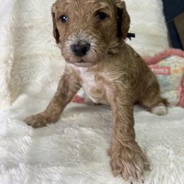 Goldie - Cream female Goldendoodle puppy in Cleveland, Georgia from The O.G. Doodles