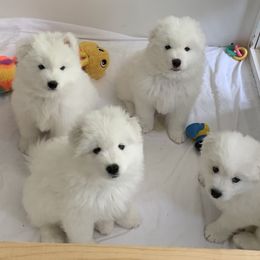 Samoyed Puppies from Samoyed Puppies