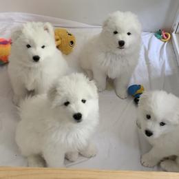 Samoyed Puppies from Samoyed Puppies