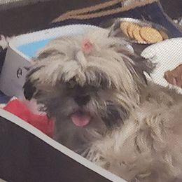 Shih Tzu Puppies from Jocelyn Burkey's Shih Tzus