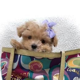 Itsy-Bitsy - Apricot female Maltipoo puppy in Spring, Texas from GlamPaw Maltipoos