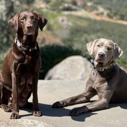 Dilute Retrievers and Labrador Retrievers from Granite Ridge Silver Labs