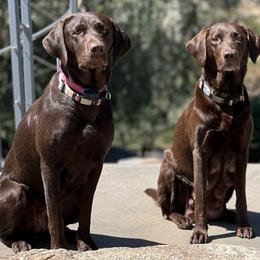 Dilute Retrievers and Labrador Retrievers from Granite Ridge Silver Labs
